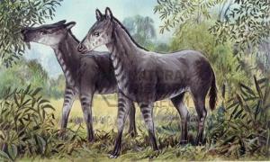 The little horse, Anchitherium.
